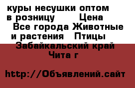 куры несушки.оптом 160 в розницу 200 › Цена ­ 200 - Все города Животные и растения » Птицы   . Забайкальский край,Чита г.